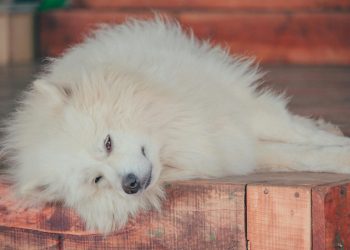 The Role of Sleep in Mental Health and Cognitive Function