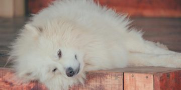 The Role of Sleep in Mental Health and Cognitive Function