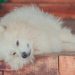 The Role of Sleep in Mental Health and Cognitive Function