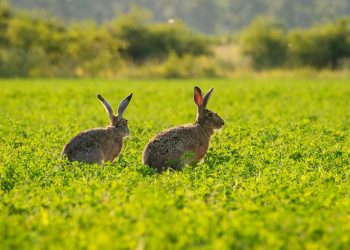 How Invasive Species Are Threatening Ecosystems Worldwide