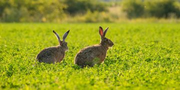 How Invasive Species Are Threatening Ecosystems Worldwide