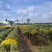 How Drone Technology is Transforming Farming Forever How Drone Technology is Transforming Farming Forever