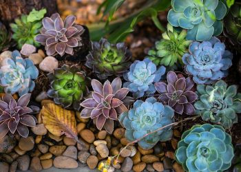 Desert Ecosystems: How Life Thrives in Extreme Conditions