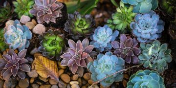 Desert Ecosystems: How Life Thrives in Extreme Conditions