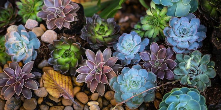 Desert Ecosystems: How Life Thrives in Extreme Conditions