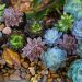 Desert Ecosystems: How Life Thrives in Extreme Conditions Desert Ecosystems: How Life Thrives in Extreme Conditions