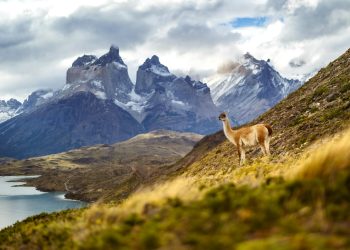 Climate Change and the Ripple Effect on Ecosystem Dynamics