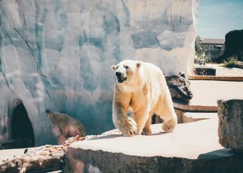 The Fragile Balance of Arctic Ecosystems in a Melting World