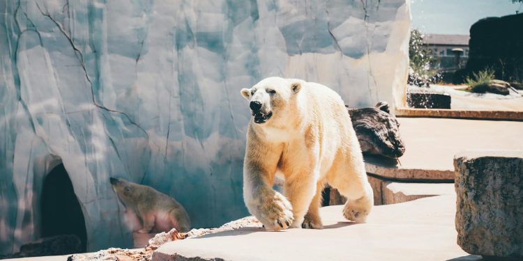 The Fragile Balance of Arctic Ecosystems in a Melting World The Fragile Balance of Arctic Ecosystems in a Melting World
