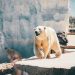 The Fragile Balance of Arctic Ecosystems in a Melting World The Fragile Balance of Arctic Ecosystems in a Melting World