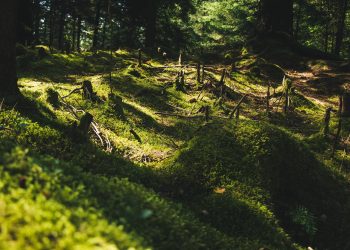The Impact of Deforestation on Global Ecosystems