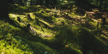 The Impact of Deforestation on Global Ecosystems