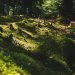 The Impact of Deforestation on Global Ecosystems The Impact of Deforestation on Global Ecosystems