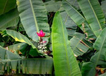 Tropical Rainforests: Nature’s Guardians of Global Biodiversity