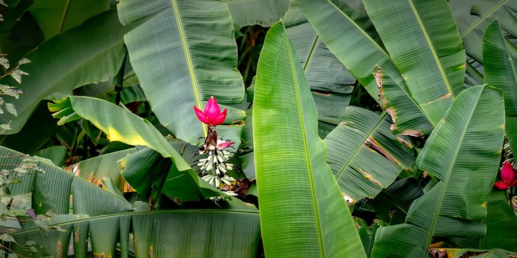 Tropical Rainforests: Nature’s Guardians of Global Biodiversity