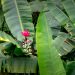 Tropical Rainforests: Nature’s Guardians of Global Biodiversity Tropical Rainforests: Nature’s Guardians of Global Biodiversity