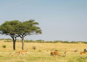 Keystone Species: The Architects of Ecosystem Stability