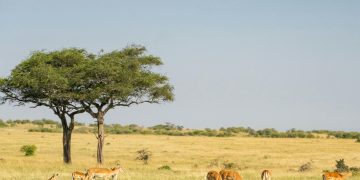 Keystone Species: The Architects of Ecosystem Stability