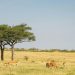 Keystone Species: The Architects of Ecosystem Stability