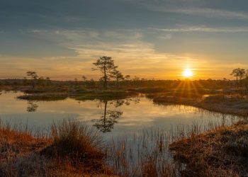 Wetlands: Nature’s Unsung Heroes in a Warming World