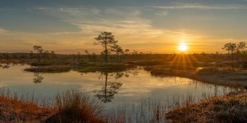 Wetlands: Nature’s Unsung Heroes in a Warming World