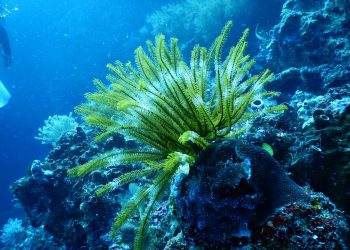 Coral Reefs: Nature’s Underwater Wonders at Risk