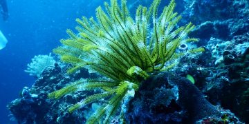 Coral Reefs: Nature’s Underwater Wonders at Risk