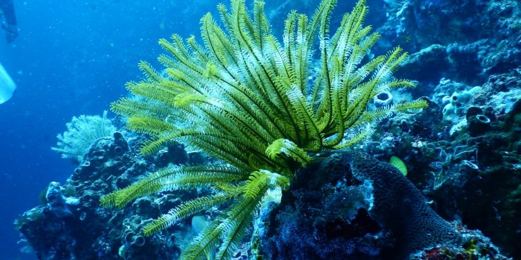 Coral Reefs: Nature’s Underwater Wonders at Risk