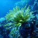 Coral Reefs: Nature’s Underwater Wonders at Risk Coral Reefs: Nature’s Underwater Wonders at Risk