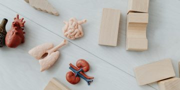 The Future of Organ Transplants: 3D Bioprinted Organs