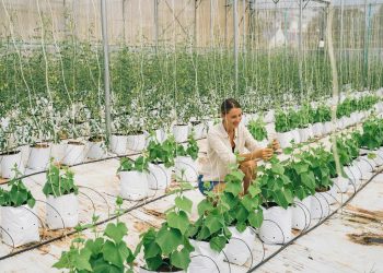 Vertical Farming: Cultivating Fresh Produce in Urban Centers