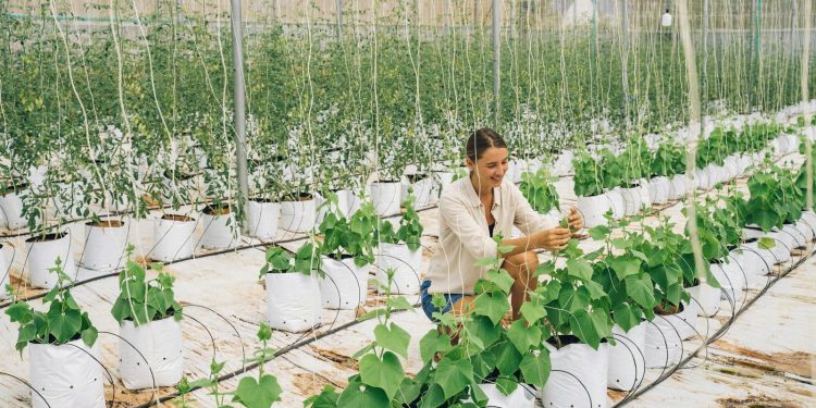 Vertical Farming: Cultivating Fresh Produce in Urban Centers