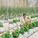 Vertical Farming: Cultivating Fresh Produce in Urban Centers Vertical Farming: Cultivating Fresh Produce in Urban Centers