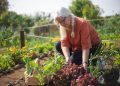 Starting Your Own Vegetable Garden: A Beginner’s Guide to Fresh Produce at Home
