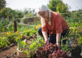 Starting Your Own Vegetable Garden: A Beginner’s Guide to Fresh Produce at Home