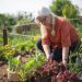 Starting Your Own Vegetable Garden: A Beginner’s Guide to Fresh Produce at Home