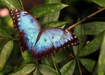 The Crucial Role of Pollinators in Ecosystem Health