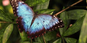 The Crucial Role of Pollinators in Ecosystem Health