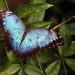 The Crucial Role of Pollinators in Ecosystem Health The Crucial Role of Pollinators in Ecosystem Health