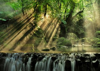 The Importance of Biodiversity in Ecosystem Stability