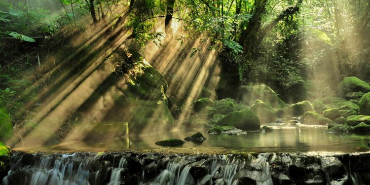The Importance of Biodiversity in Ecosystem Stability The Importance of Biodiversity in Ecosystem Stability