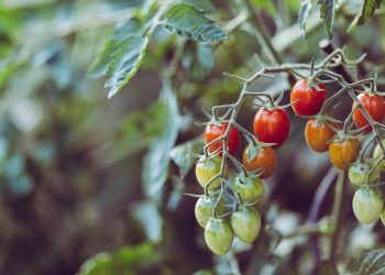 Organic Farming vs. Conventional Farming: Understanding the Differences