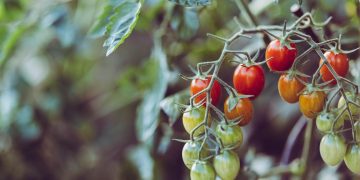 Organic Farming vs. Conventional Farming: Understanding the Differences