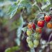 Organic Farming vs. Conventional Farming: Understanding the Differences