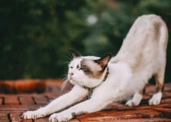 The Power of Stretching Every Morning: How It Can Change Your Day