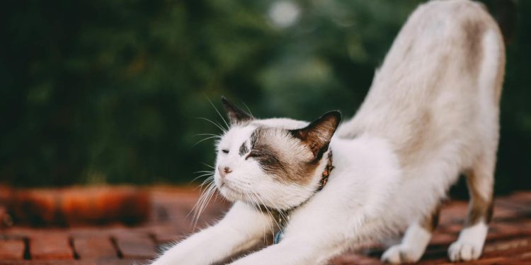 The Power of Stretching Every Morning: How It Can Change Your Day The Power of Stretching Every Morning: How It Can Change Your Day