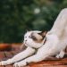 The Power of Stretching Every Morning: How It Can Change Your Day The Power of Stretching Every Morning: How It Can Change Your Day